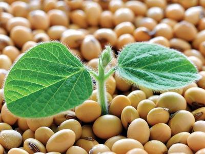 Soybean takes note of the first planting trends in the usa